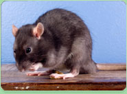rat control Hayling Island